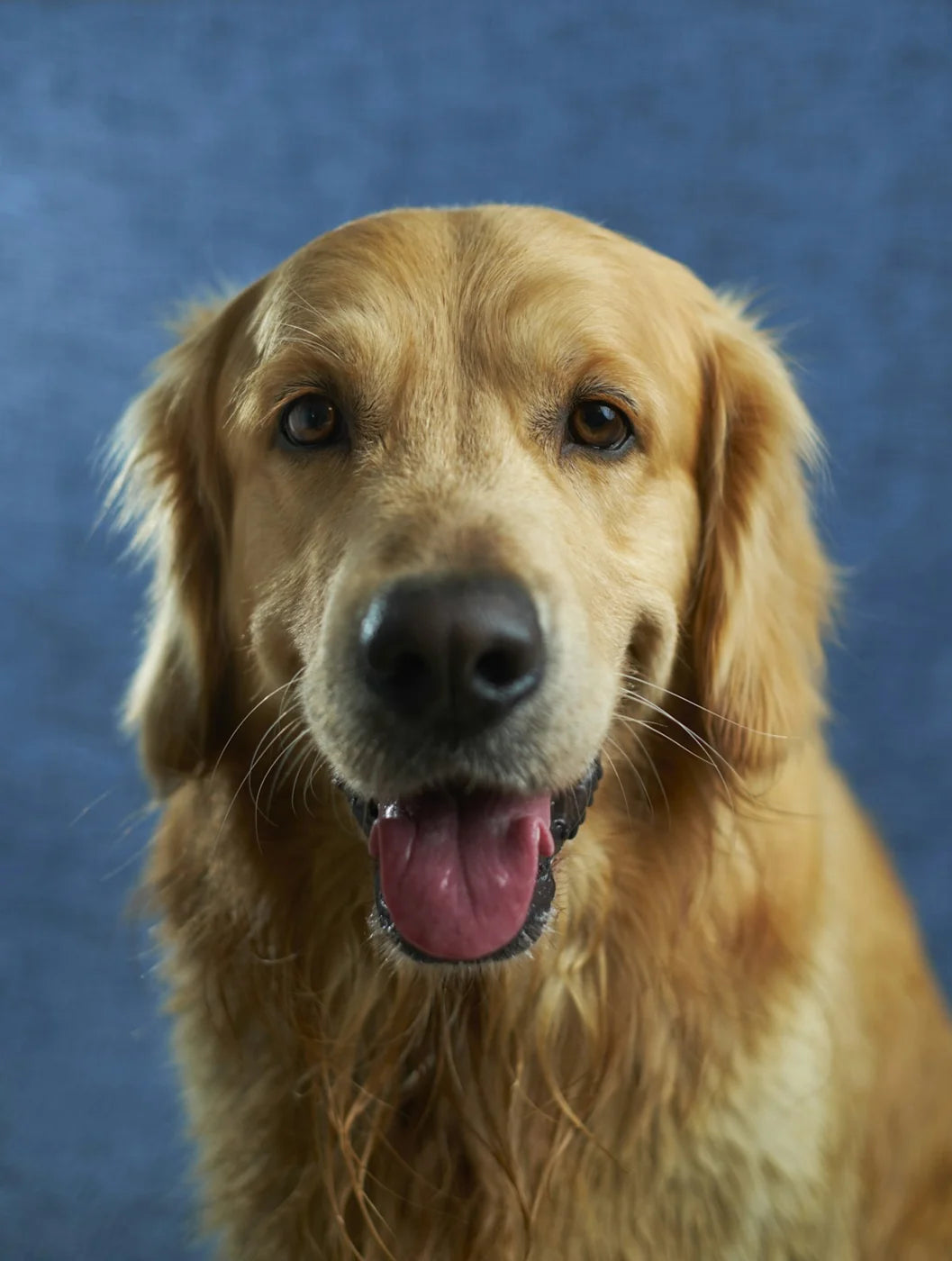 Example of a sharp, front-facing golden retriever photo with both ears visible