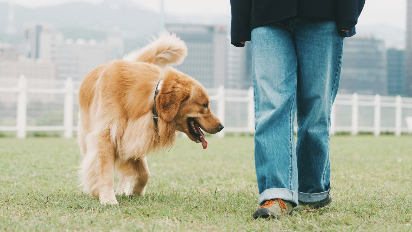 Golden retriever enjoying a walk with their owner