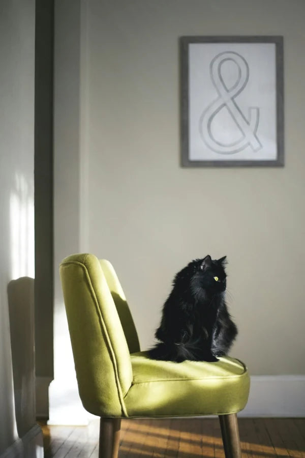 Black cat relaxing on a green chair at home